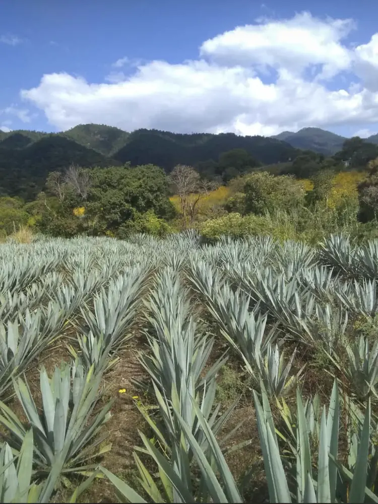 Cultivo - Mezcales Cultivo - Mezcales